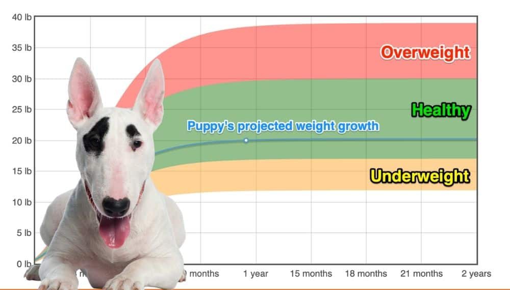 Bull Terrier Weight+Growth Chart 2024 How Heavy Will My Bull Terrier